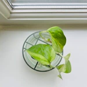 alle aandacht bij de natuur met de stekjescirkels